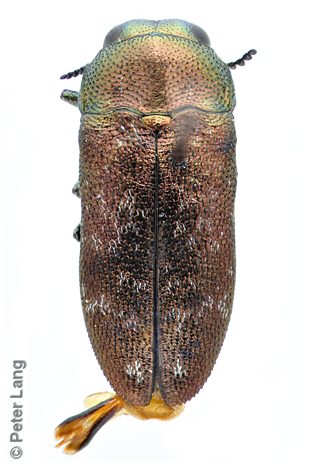 Diphucrania minutissima, PL0464, male, from Calytrix tetragona, SL, 3.9 × 1.6 mm